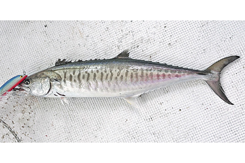 劉晉：鮫魚百科 LifeStyle Journal 優雅生活